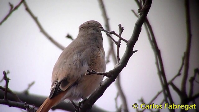 Isabelline Shrike (Daurian) - ML201868481