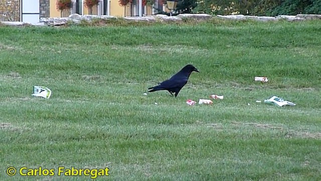 Common Raven - ML201868491