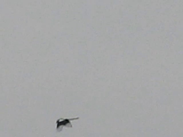 Eurasian Magpie (Eurasian) - ML201869201