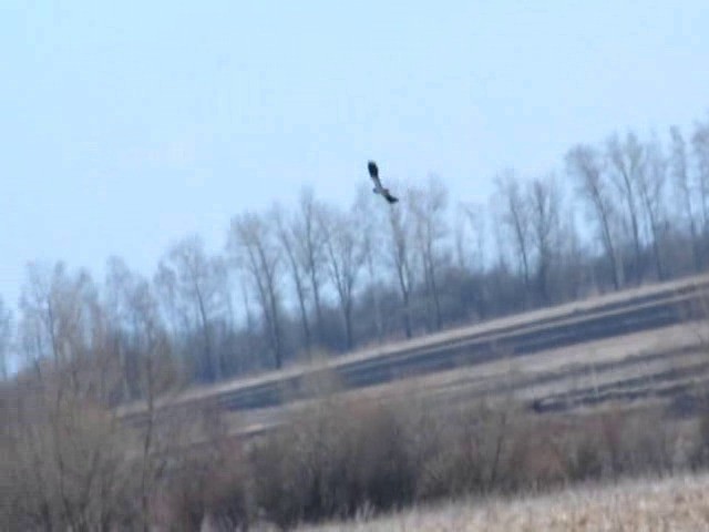 Northern Lapwing - ML201869241