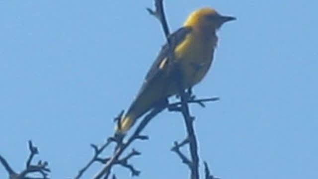 Eurasian Golden Oriole - ML201869511