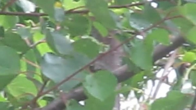 Eurasian Jay (Eurasian) - ML201869701