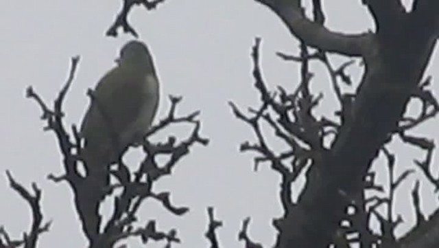 Gray-headed Woodpecker (Gray-headed) - ML201870051