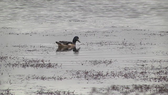 Chiloe Wigeon - ML201870221