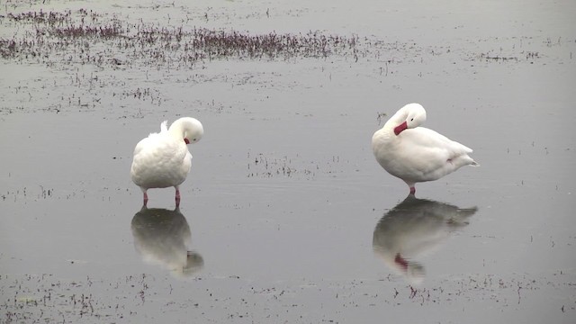 Coscoroba Swan - ML201870231