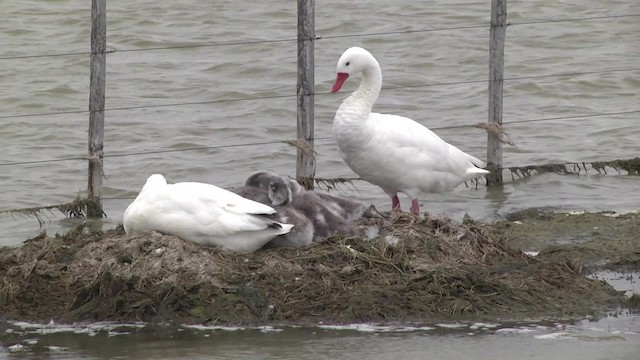 Coscoroba Swan - ML201870241