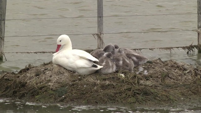 Coscoroba Swan - ML201870251