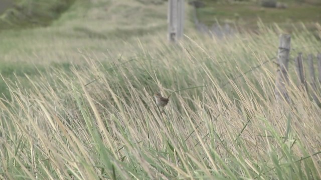 Cucarachero Sabanero (hornensis/falklandicus) - ML201870301