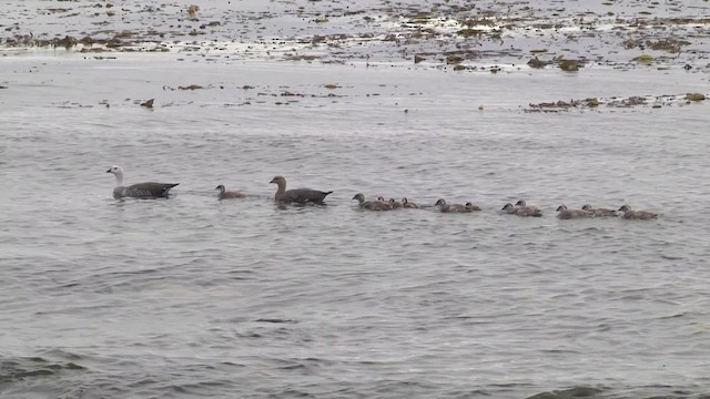 Upland Goose - ML201870311