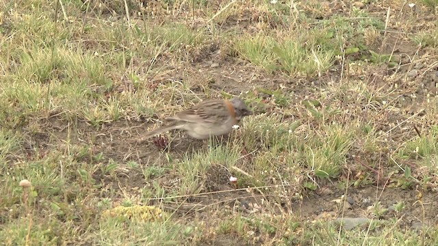 Rufous-collared Sparrow (Patagonian) - ML201870321