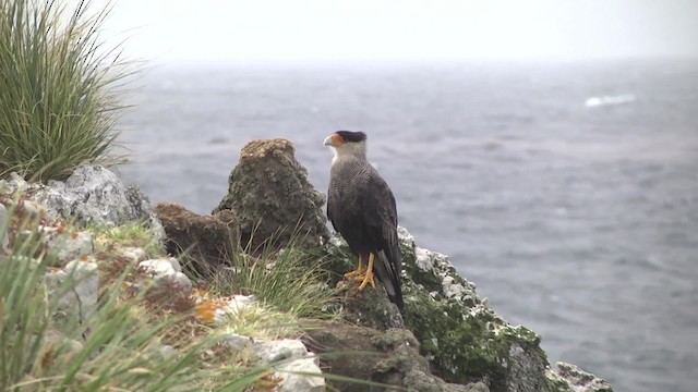 Crested Caracara (Southern) - ML201870341