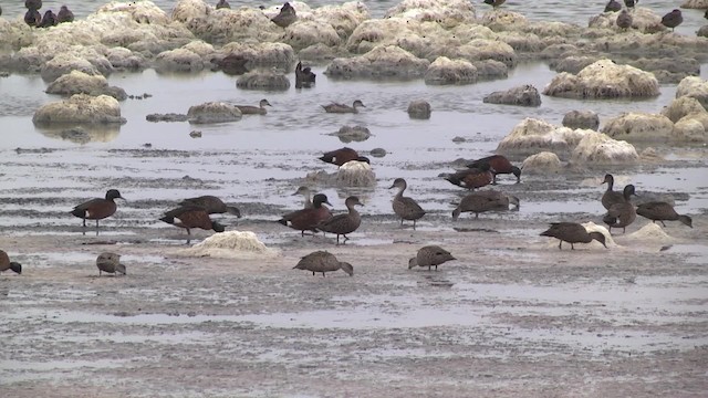 Chestnut Teal - ML201870361