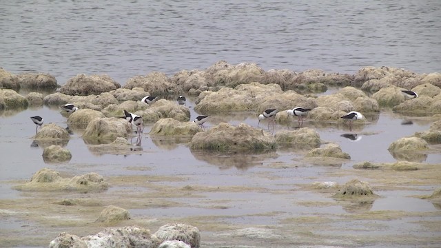 Cigüeñuela Pechirroja - ML201870391