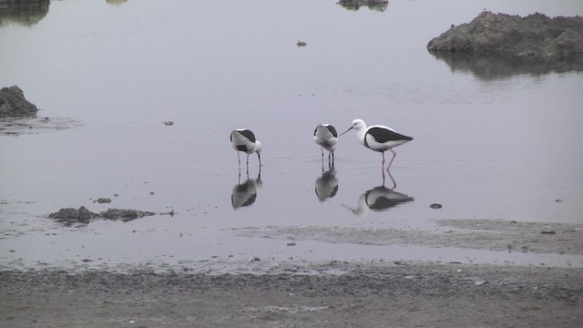 Cigüeñuela Pechirroja - ML201870401