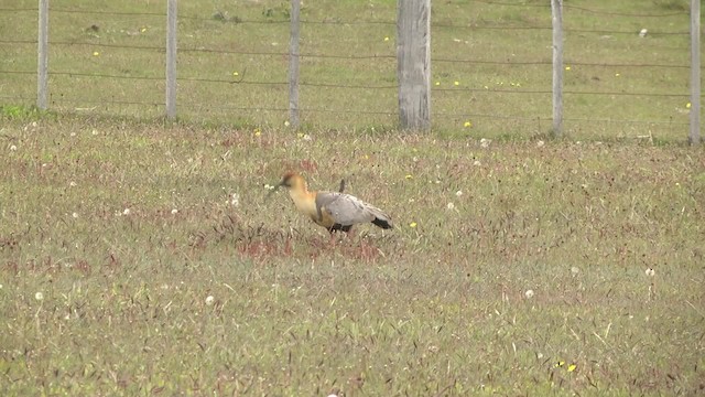 Black-faced Ibis - ML201870411