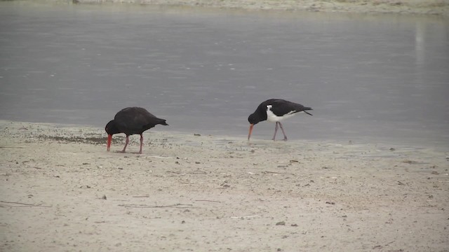 Sooty Oystercatcher - ML201870421