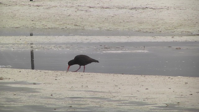 Sooty Oystercatcher - ML201870431