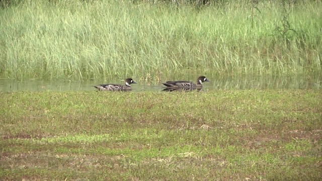 Canard à lunettes - ML201870451