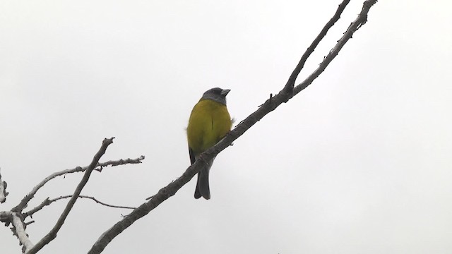 Patagonian Sierra Finch - ML201870501