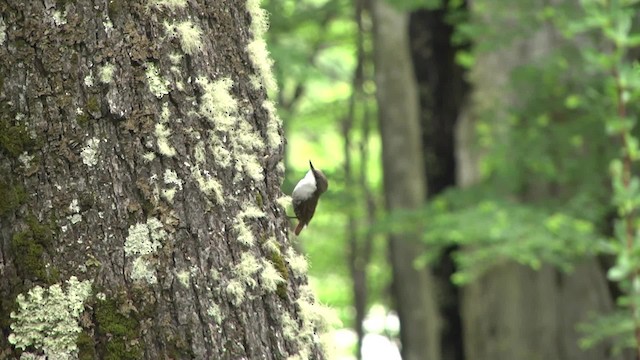 White-throated Treerunner - ML201870521