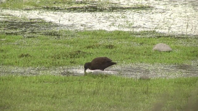 Plumbeous Rail - ML201870531