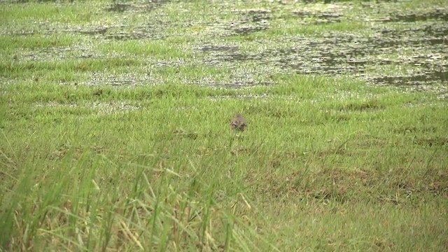 Buff-winged Cinclodes - ML201870541