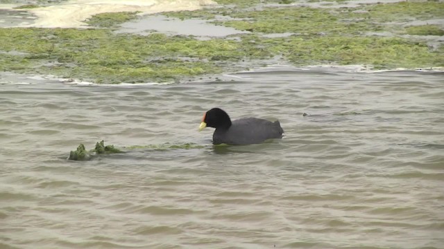 Foulque leucoptère - ML201870551