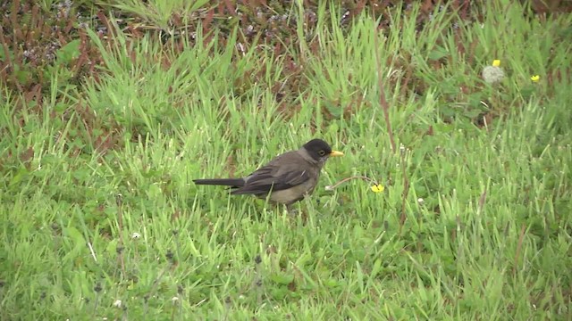 Austral Thrush (Magellan) - ML201870561