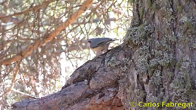 Eurasian Nuthatch (Western) - ML201870641