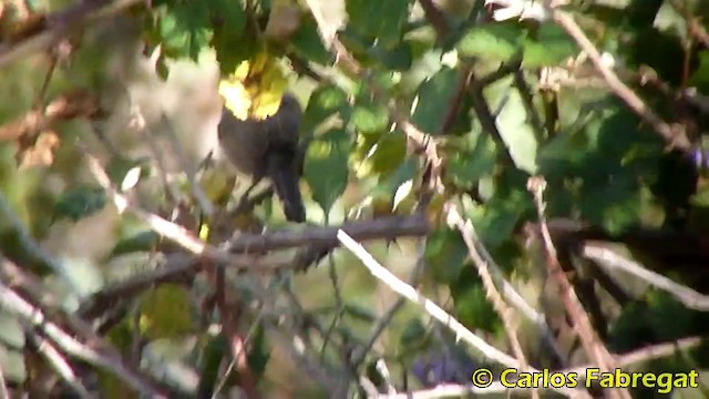 Western Subalpine Warbler - ML201870691