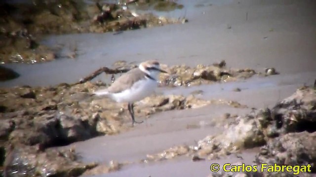 Kentish Plover (Kentish) - ML201870711