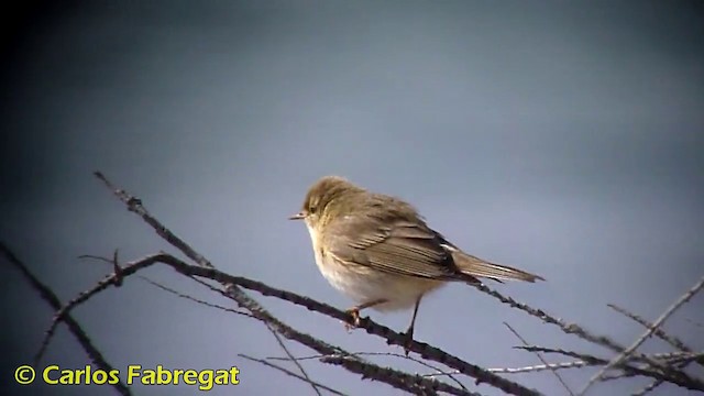 Willow Warbler - ML201870731