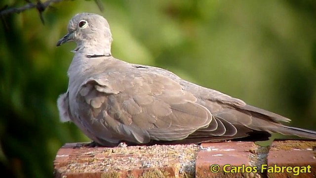 Eurasian Collared-Dove - ML201870801