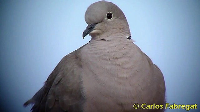 Eurasian Collared-Dove - ML201870811