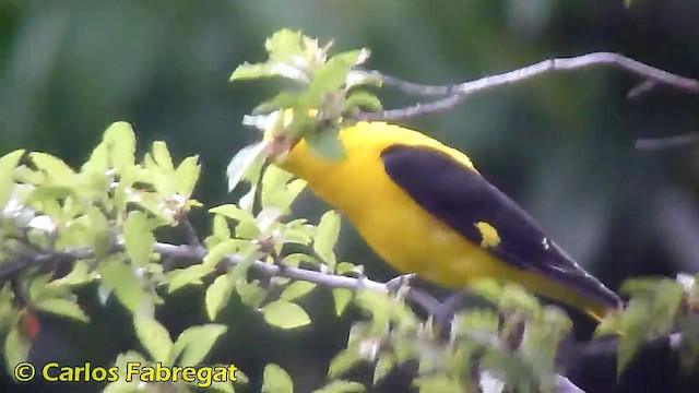 Eurasian Golden Oriole - ML201870821