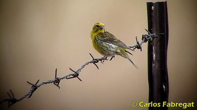 European Serin - ML201870831