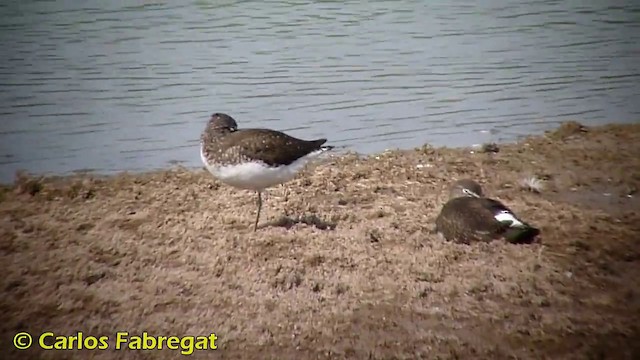 Green Sandpiper - ML201870961