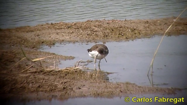 Green Sandpiper - ML201870971