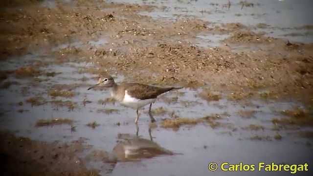 Common Sandpiper - ML201870981