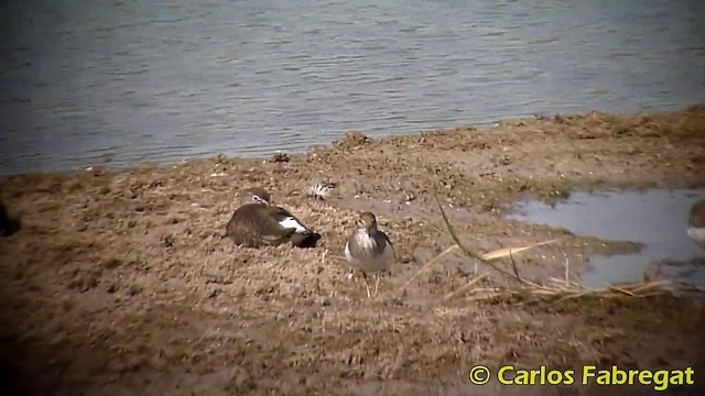 Common Sandpiper - ML201870991