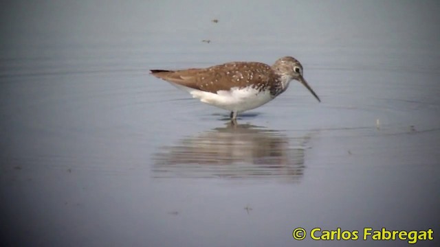 Green Sandpiper - ML201871001