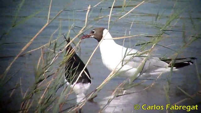 Black-headed Gull - ML201871011