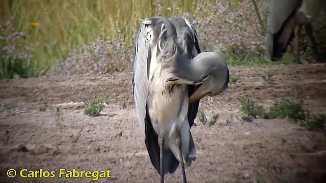 Gray Heron (Gray) - ML201871021