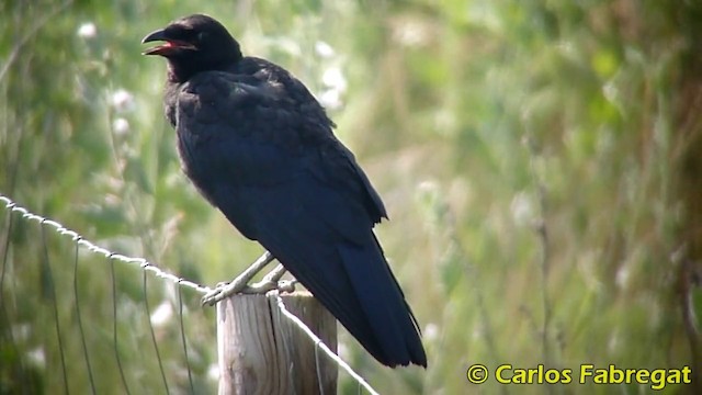 Carrion Crow - ML201871031