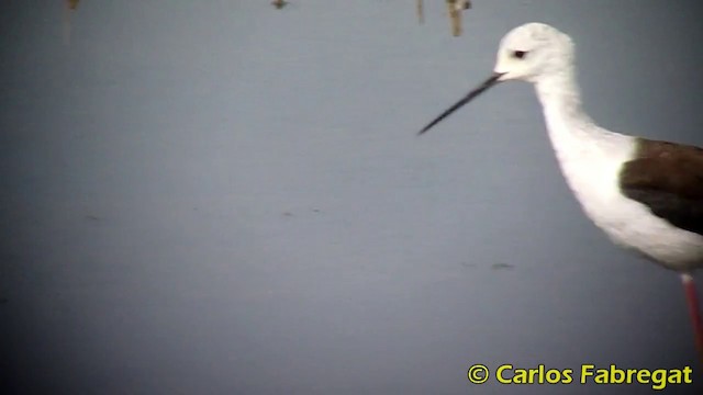 Black-winged Stilt - ML201871041