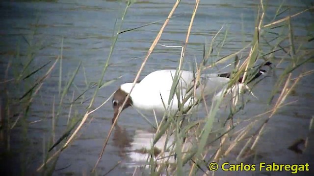 Black-headed Gull - ML201871051