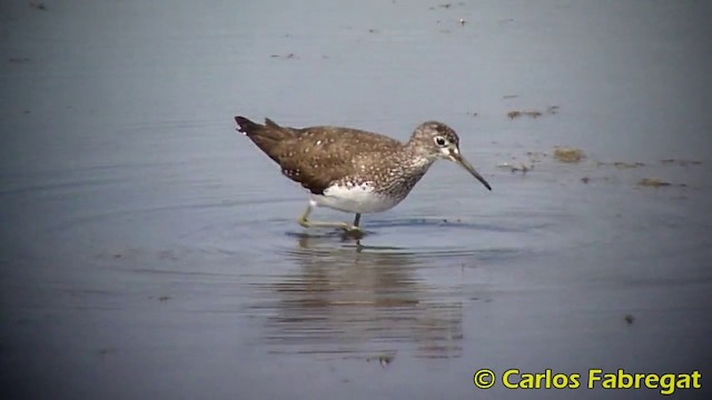 Green Sandpiper - ML201871061