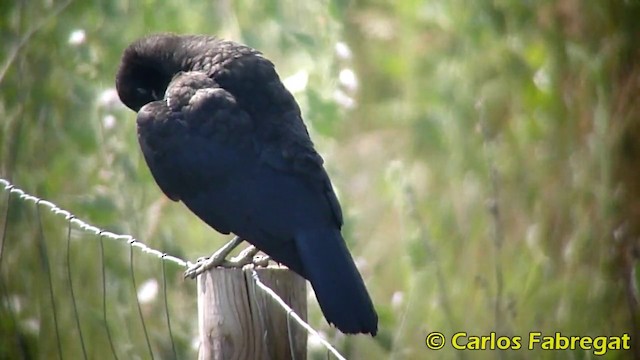 Carrion Crow - ML201871071