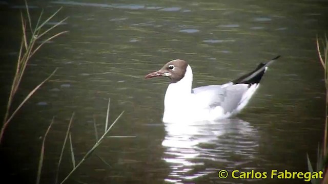 Black-headed Gull - ML201871091