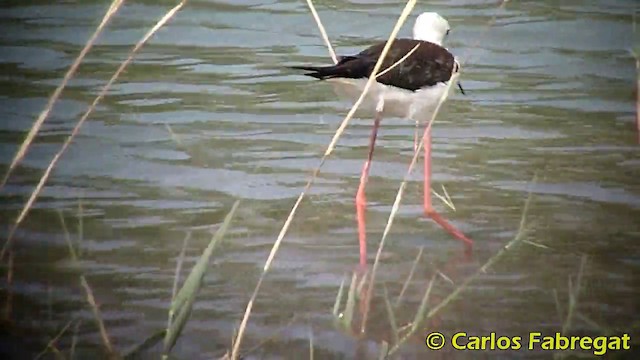 Black-winged Stilt - ML201871101